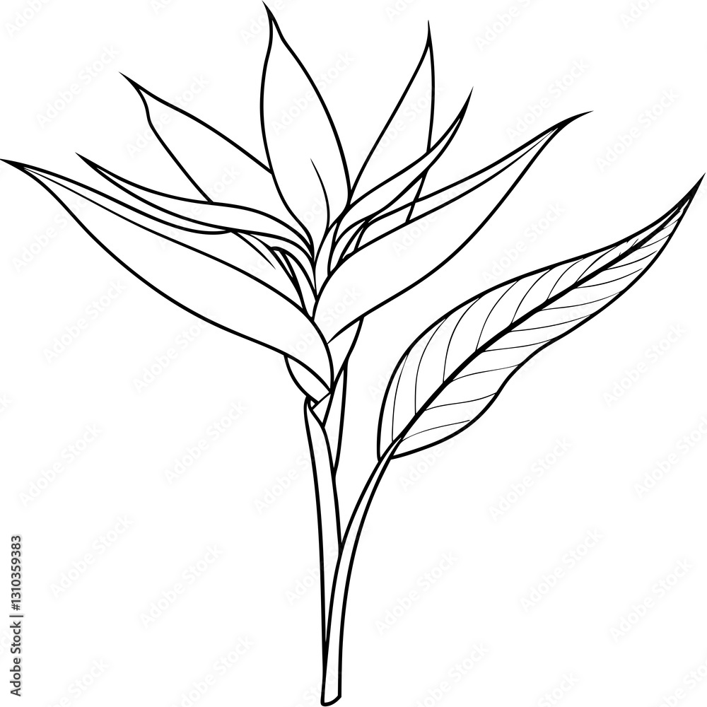 Naklejka premium Intricate line drawing of a tropical plant with detailed foliage design
