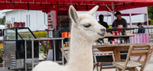 La llama es una especie de mamífero artiodáctilo doméstico de la familia Camelidae, nativa de Sudamérica.​​Fue domesticada por los pueblos andinos nativos mediante selección artificial a partir del gu