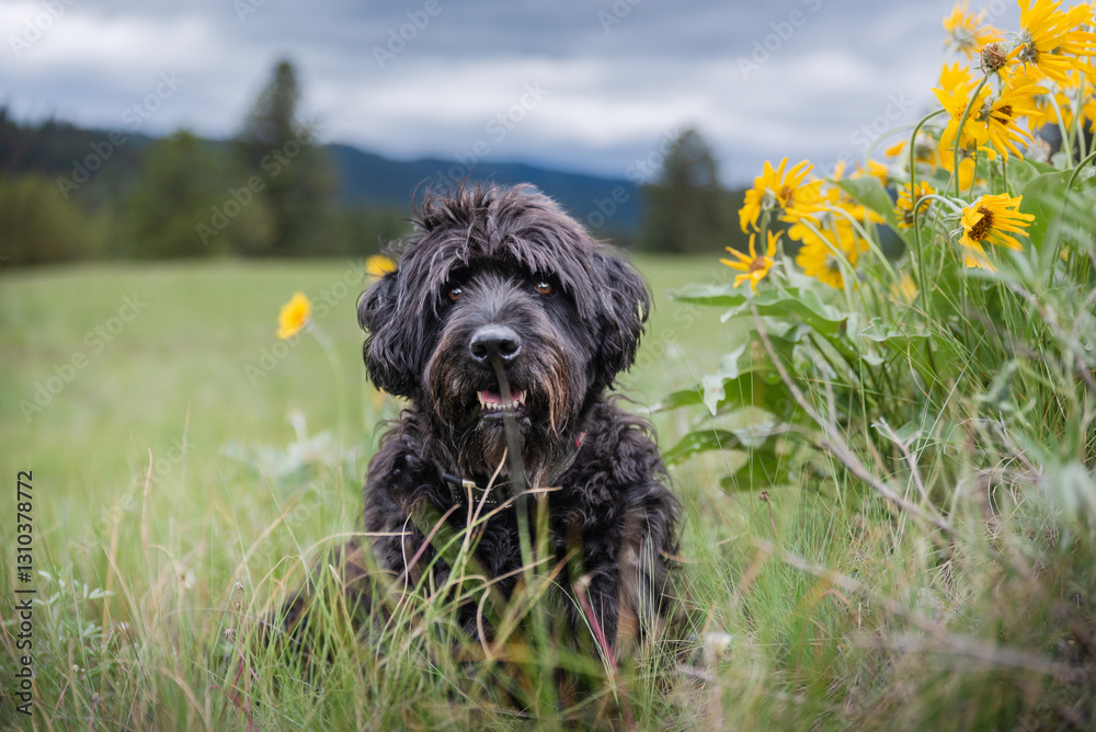 Fototapeta premium Couldn't Be More Content Than This Pup