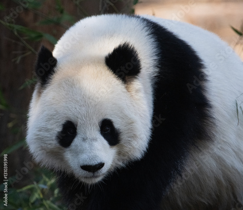 Giant Panda 