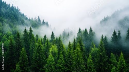 Misty valleys cradle fir forests in a timeless retro atmosphere
