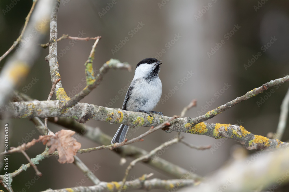 Fototapeta premium Male of willow tit (Poecile montanus) singing on a branch in early spring