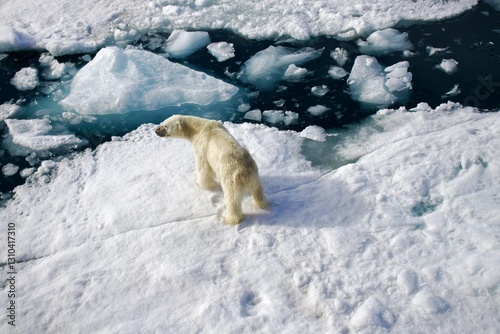 A picture of a polar bear taken in Svalbard captures the stark beauty of this Arctic creature in its natural habitat. The  polar bear navigating in wild.