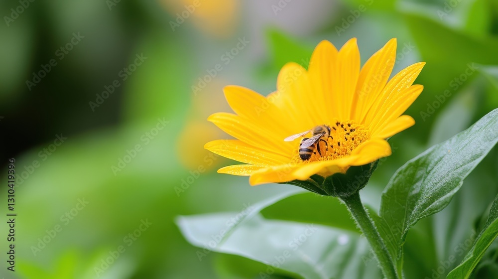 Buzzing beauty in a sunflower garden during sunny days Buzzing beauty in a sunflower garden during sunny days