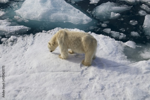 A picture of a polar bear taken in Svalbard captures the stark beauty of this Arctic creature in its natural habitat. The  polar bear navigating in wild.