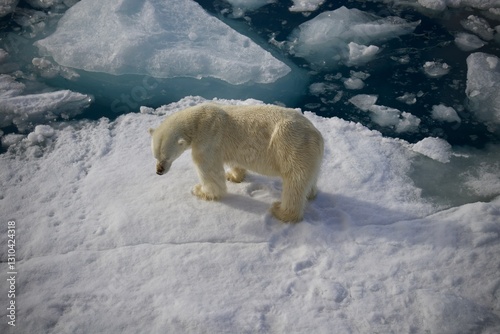 A picture of a polar bear taken in Svalbard captures the stark beauty of this Arctic creature in its natural habitat. The  polar bear navigating in wild.