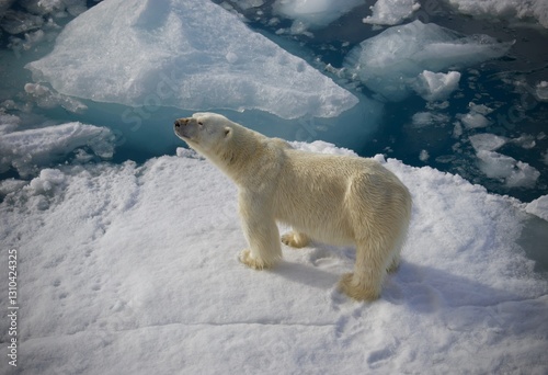 A picture of a polar bear taken in Svalbard captures the stark beauty of this Arctic creature in its natural habitat. The  polar bear navigating in wild.