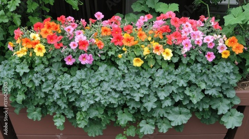 Wallpaper Mural A top-down shot of an ornamental flower basket with bright geraniums and cascading greenery. Torontodigital.ca