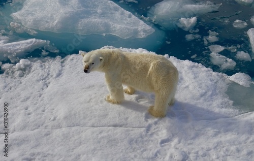 A picture of a polar bear taken in Svalbard captures the stark beauty of this Arctic creature in its natural habitat. The  polar bear navigating in wild.