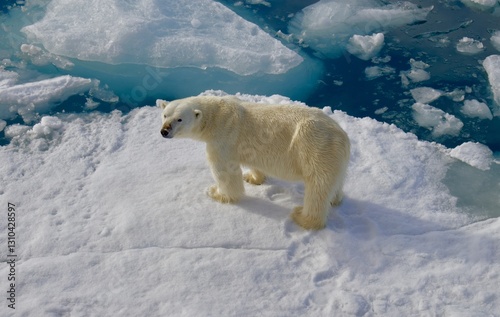 A picture of a polar bear taken in Svalbard captures the stark beauty of this Arctic creature in its natural habitat. The  polar bear navigating in wild.