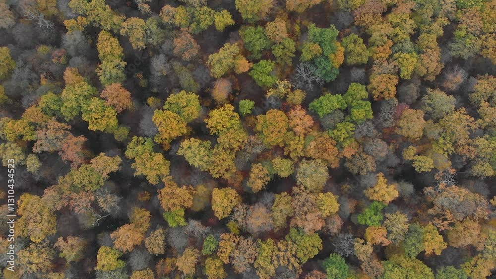 Autumn Forest. Aerial View Of Vibrant Forest Under Overcast Skies, Showcasing A Serene Landscape With Rich Fall Colors And Dense Tree Canopy, Capturing The Tranquil Beauty Of Nature In Cloudy Weather. Autumn Forest. Aerial View Of Vibrant Forest Under Overcast Skies, Showcasing A Serene Landscape With Rich Fall Colors And Dense Tree Canopy, Capturing The Tranquil Beauty Of Nature In Cloudy Weather.