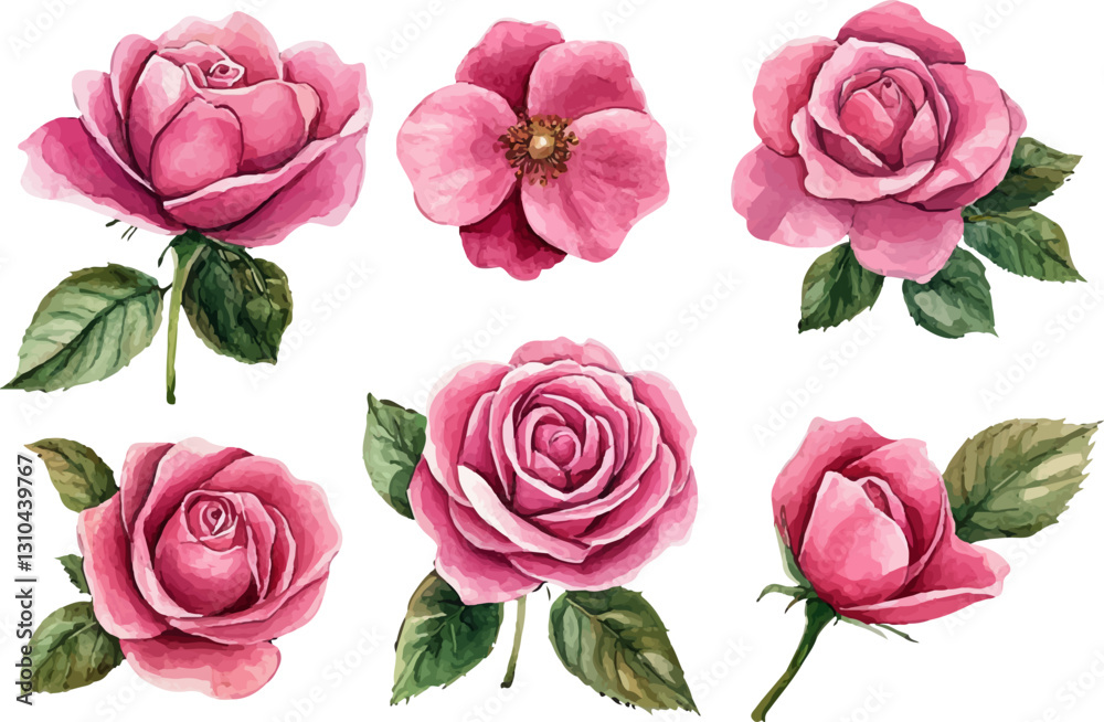 set of roses vector illustration set of roses vector illustration
