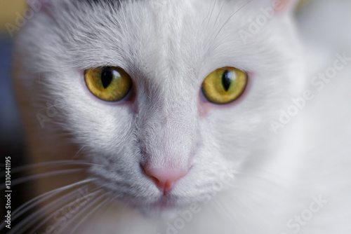 Close-up of a white cat with striking yellow eyes gazing intently, showcasing its detailed fur and facial features	