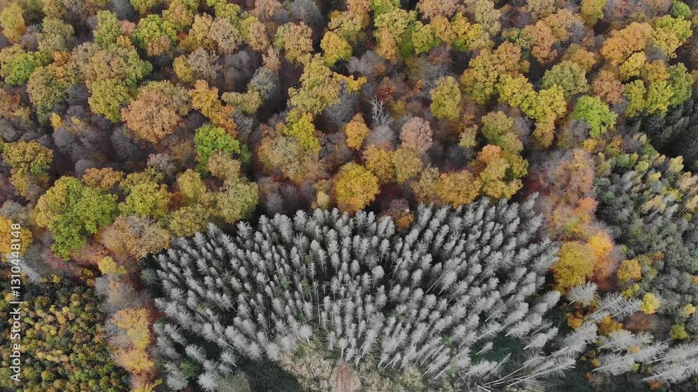 Autumn Forest. Aerial View Of Vibrant Forest Under Overcast Skies, Showcasing A Serene Landscape With Rich Fall Colors And Dense Tree Canopy, Capturing The Tranquil Beauty Of Nature In Cloudy Weather.