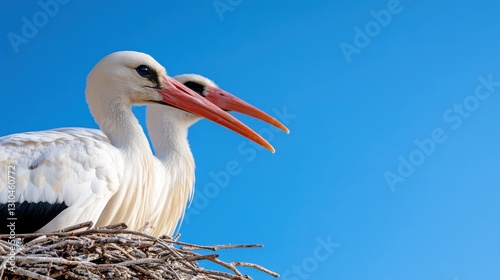 Charming white storks perched on nest under radiant Algarve sky