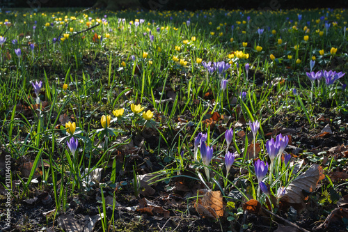 Crocuses and winter aconite flowers in the park on a sunny spring day