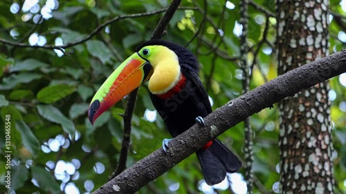 Toucan Sitting on a Branch in the Lush Forest – Vibrant Colors, Tropical Birdlife, and Dense Green Foliage in a Serene Natural Habitat Setting