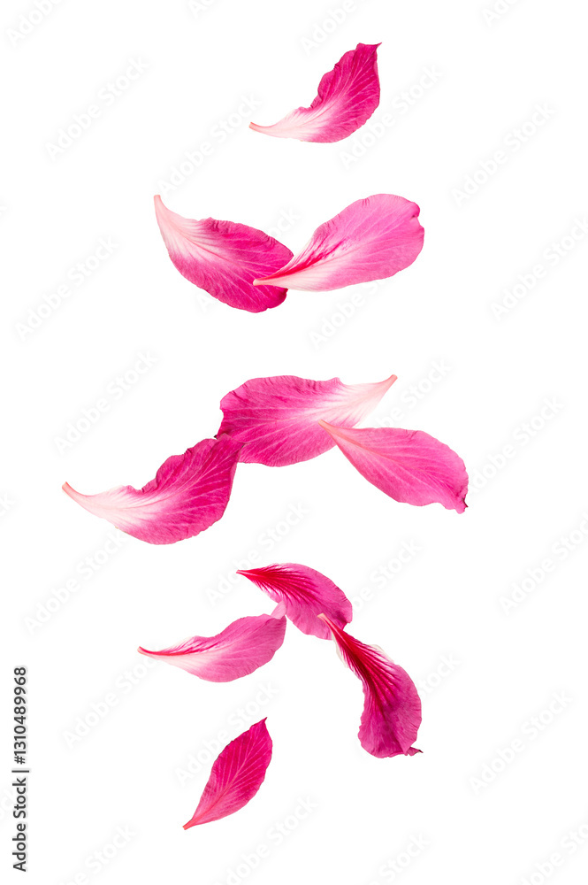 Flower of petals levitation isolated on white background. Flower of petals levitation isolated on white background.