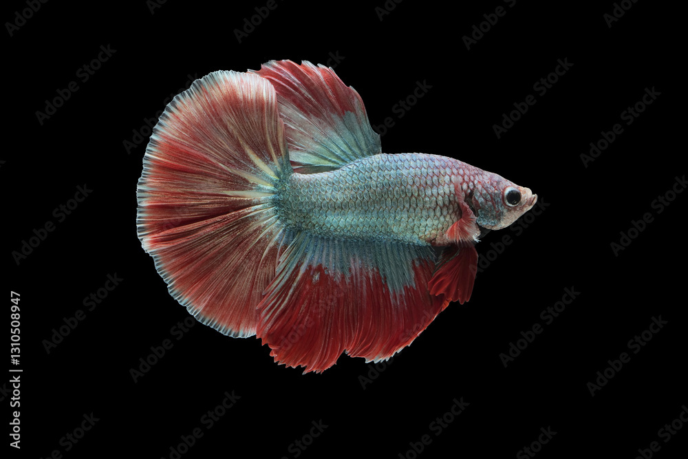 halfmoon betta fish on black background halfmoon betta fish on black background