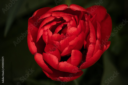 red tulip Miranda on green background