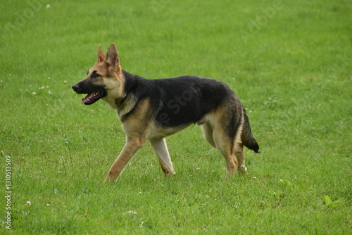 german shepherd puppy