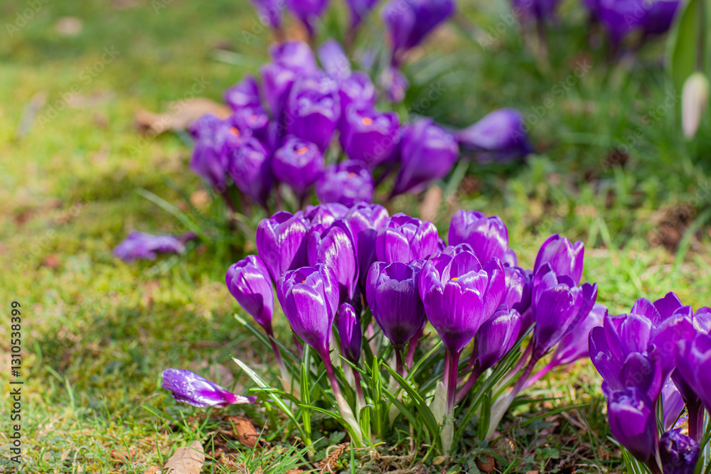 Crocus Purple spring flower with copy space for text. Floral panorama. Crocus Iridaceae Crocus Purple spring flower with copy space for text. Floral panorama. Crocus Iridaceae