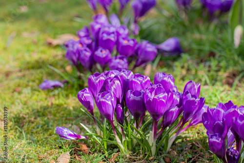 Wallpaper Mural Crocus Purple spring flower with copy space for text. Floral panorama. Crocus Iridaceae Torontodigital.ca