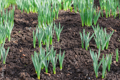 Wallpaper Mural Fresh green sprouts in spring on the field, soft focus. Growing young green seedling sprouts in cultivated agricultural farm field. Torontodigital.ca