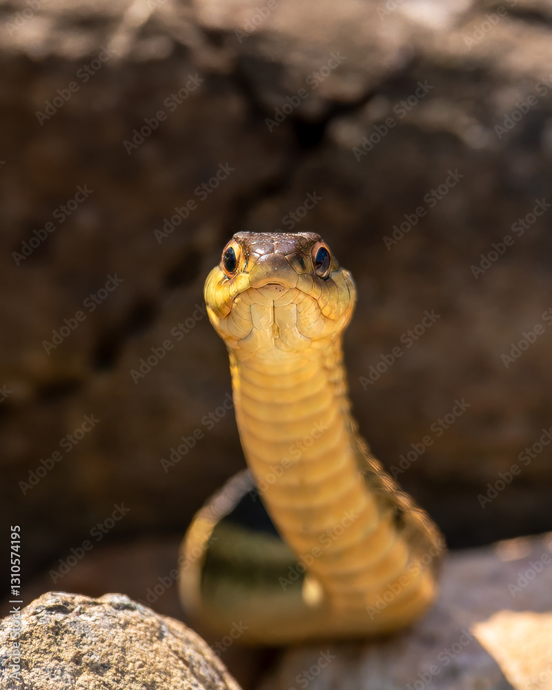 Fototapeta premium snake in the garden