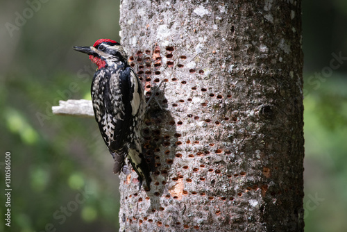 Yellow bellied Sapsucker Woodpecker eating tree sap
