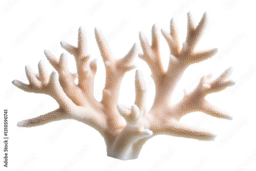White coral with many small bumps on it, isolated White coral with many small bumps on it, isolated