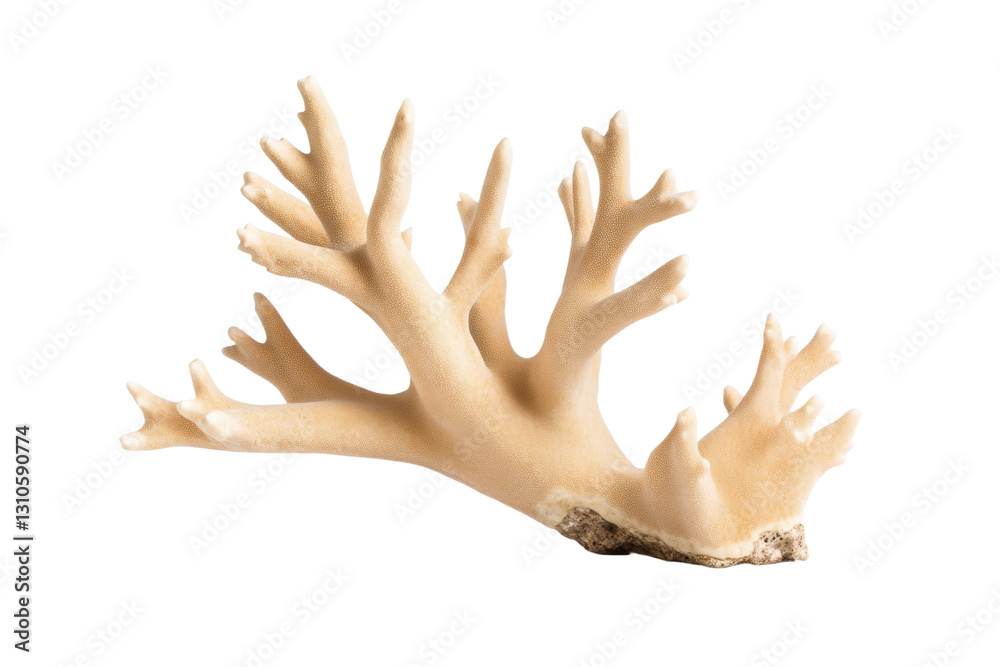 Fototapeta premium Large white coral branch with brown tips, isolated