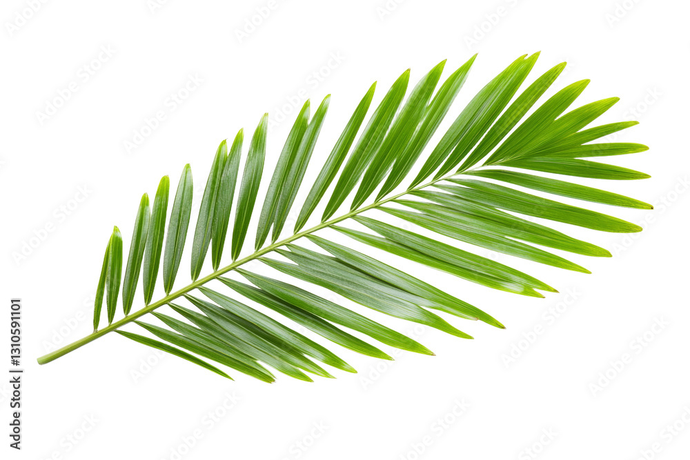 Naklejka premium Leafy green palm tree leaf is shown on a white background, isolated