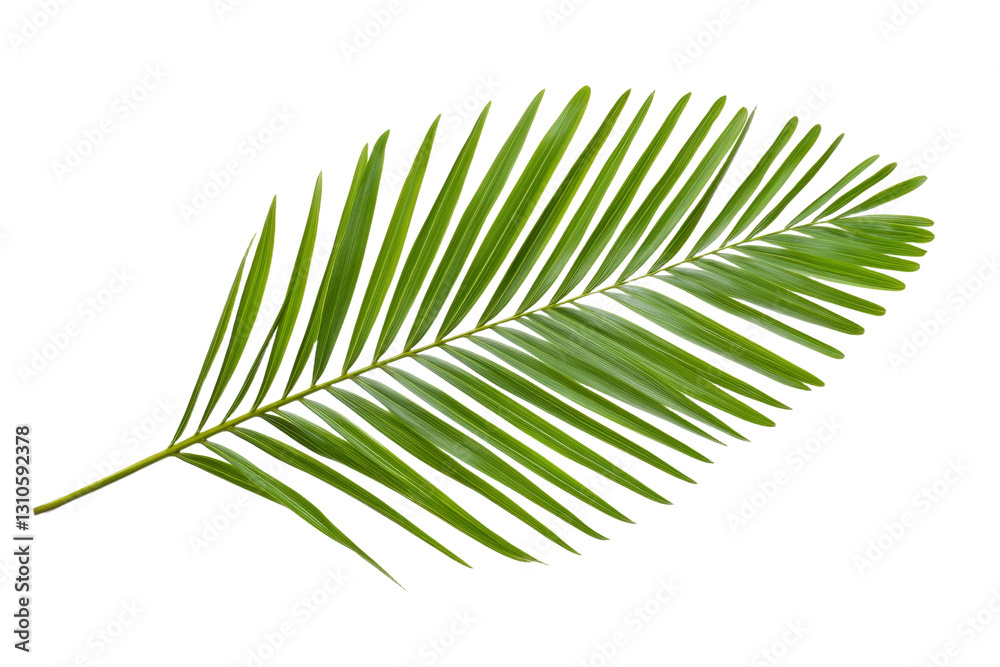 Fototapeta premium Leafy green palm tree leaf is shown in full color, isolated