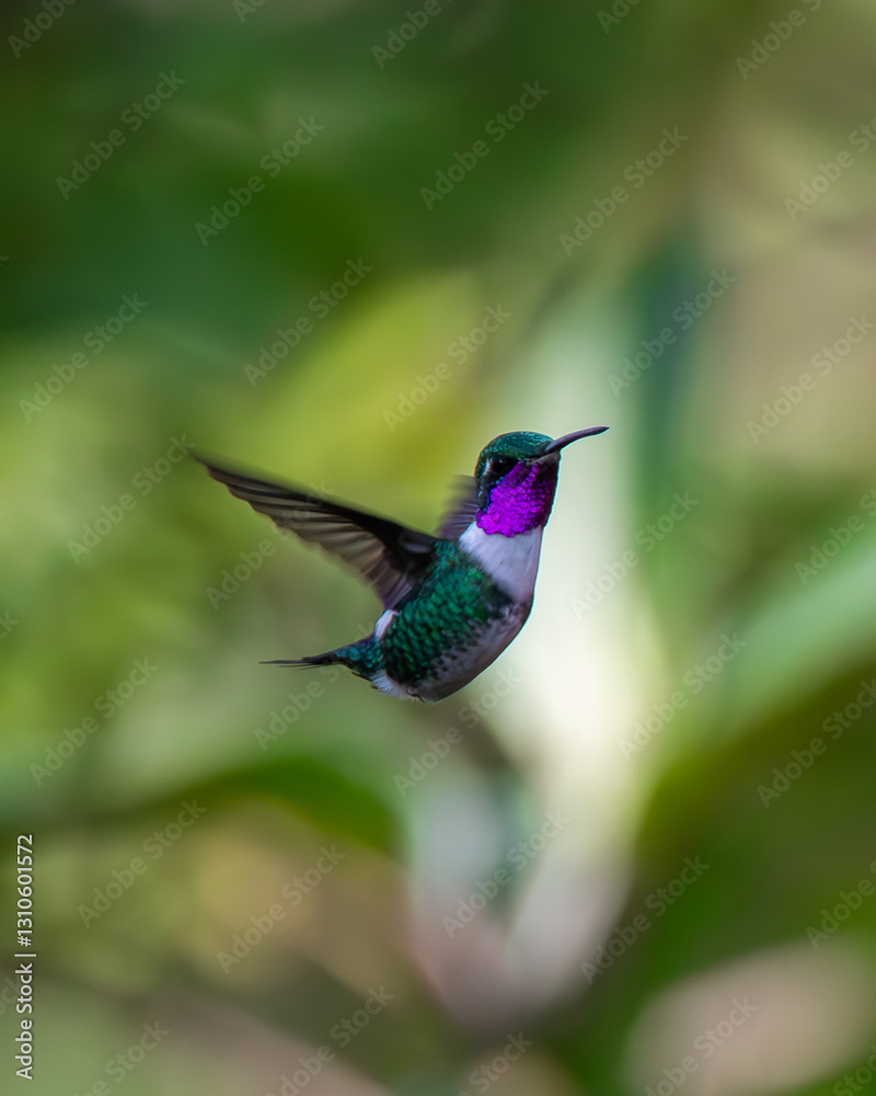 Fototapeta premium Hummingbird flying eating