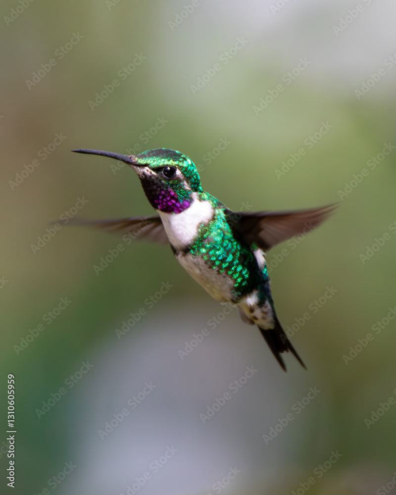 Hummingbird flying eating