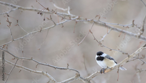 Canvas Print Black-capped chickadee sitting on a bare tree branch in winter prospect park bro