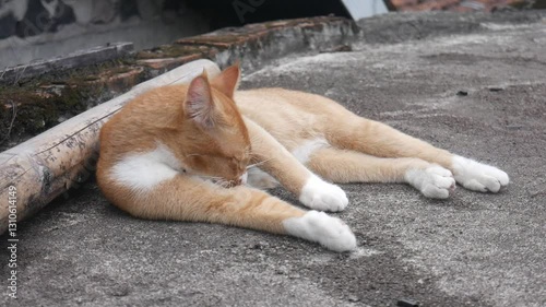 orange cat is rolling on the ground