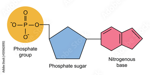 nucleotide chemical structure
