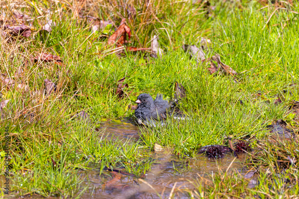 The dark-eyed junco (Junco hyemalis ) takes a bath after the rain The dark-eyed junco (Junco hyemalis ) takes a bath after the rain