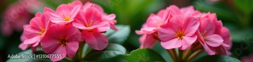 Large pink kalanchoe flower with green leaves, pink, botanical, flowering