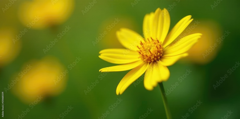 Yellow flowerhead with soft, feathery foliage and stems, fragrance, yellow Yellow flowerhead with soft, feathery foliage and stems, fragrance, yellow