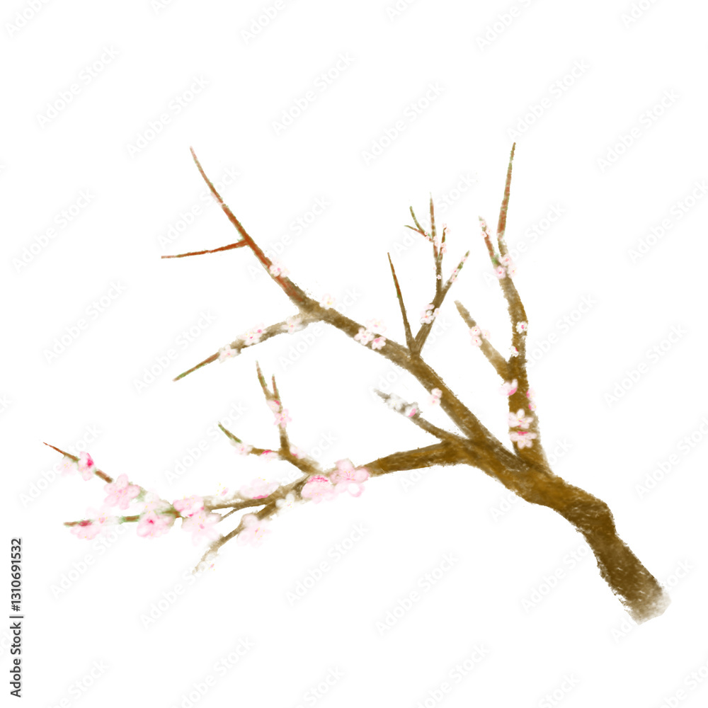 Fototapeta premium 梅の花のおしゃれリアルな手書きイラスト