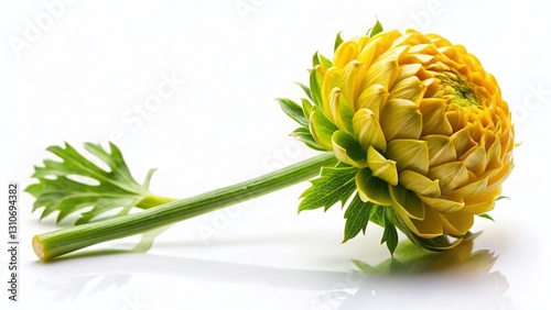 Minimalist Sternkraut Still Life: Single Herb on White Background