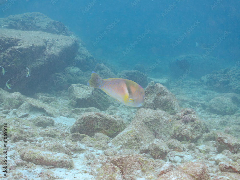 Fototapeta premium 大きく美しいイラ（ベラ科）。 英名学名：Scarbreast Tuskfin (Choerodon azurio) 東京都伊豆諸島式根島-2024 