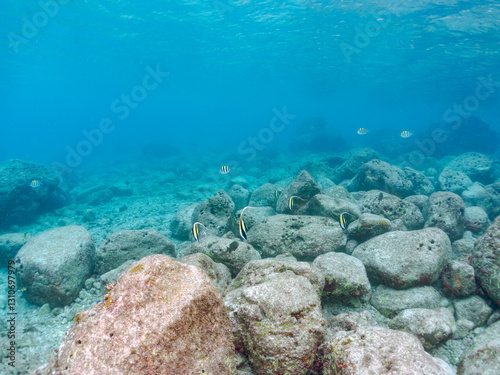 美しいツノダシ（ツノダシ科）の小群他。
英名学名：Moorish Idol (Zanclus cornutus)
東京都伊豆諸島式根島-2024
 photo