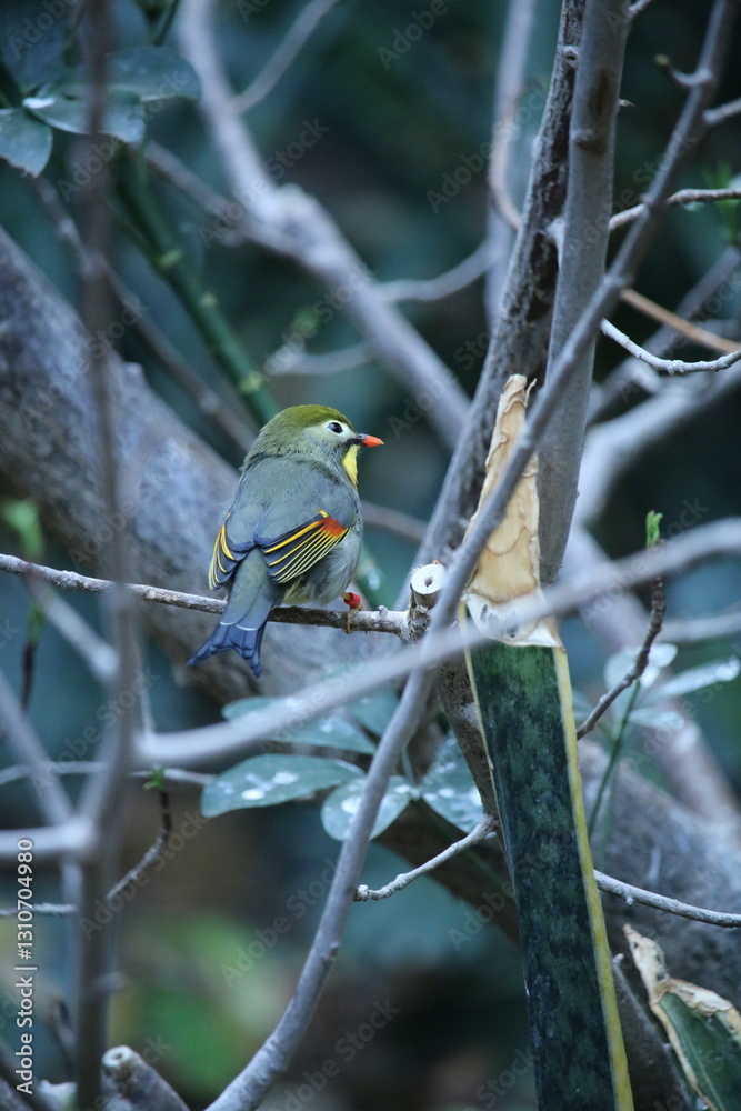 Obraz premium Red-Billed Leiothrix Small Bird on Branch
