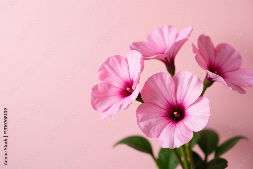 Fototapeta premium Soft pink pelargonium flowers in a bouquet on a plain background, bouquet, minimalist, flowers