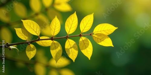 Yellow leaves of Schinus terebinthifolius Raddi tree on a branch, yellow leaves, leafy greens, raddi photo