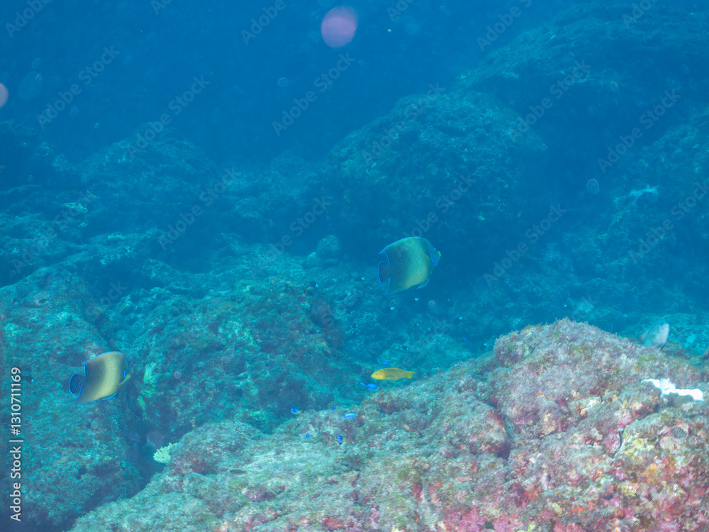 美しく大きなサザナミヤッコ(キンチャクダイ科)他。
英名学名:Zebra angelfish (Pomacanthus semicirculatus)
東京都伊豆諸島式根島-2024
美しく大きなサザナミヤッコ(キンチャクダイ科)他。
英名学名:Zebra angelfish (Pomacanthus semicirculatus)
東京都伊豆諸島式根島-2024